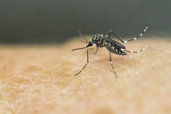 肆虐美洲的兹卡（Zika）病毒主要通过蚊子叮咬传染，美国2月2日发现首宗性接触后染病个案。(LUIS ROBAYO/AFP)