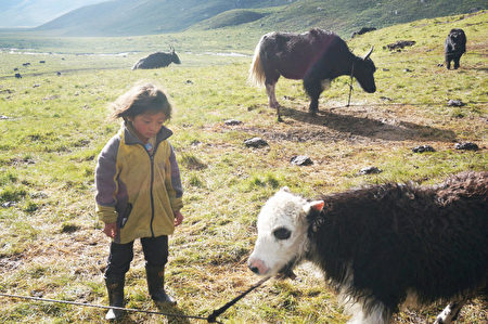 【食‧文化】藏人的生活艺术｜每日清晨第一件事就是给母牛挤奶，然后把小牛放开去找妈妈喝奶。（新唐人提供）